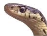 Snake2.jpg